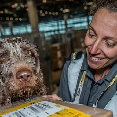 How to Fly to Dubai with a Dog: Rules, Documents, and Accompanying Services