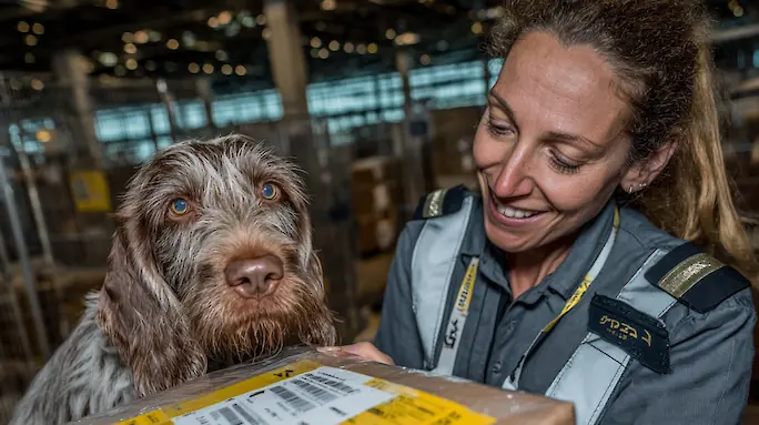 How to Fly to Dubai with a Dog: Rules, Documents, and Accompanying Services